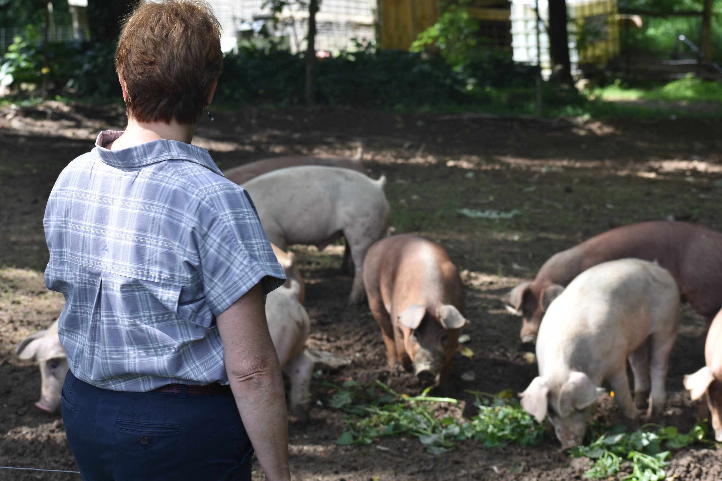 A woman in a plaid shirt observes a group of pigs foraging in a sunny farmyard, surrounded by greenery and farm structures.