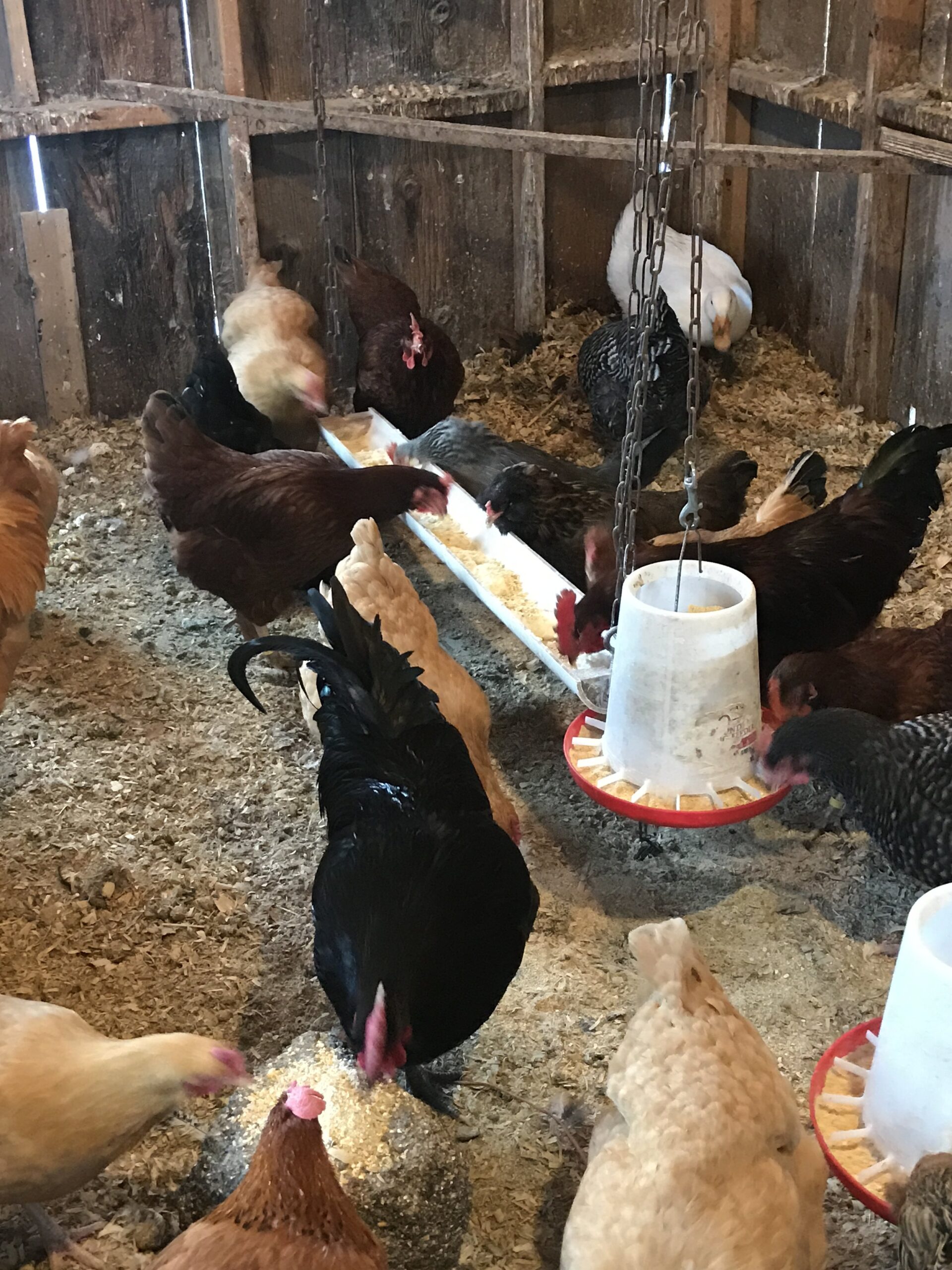 Chickens and a duck feeding in a rustic barn setting, with a long feeder filled with grain and hanging waterers, surrounded by wood walls and bedding material on the ground.
